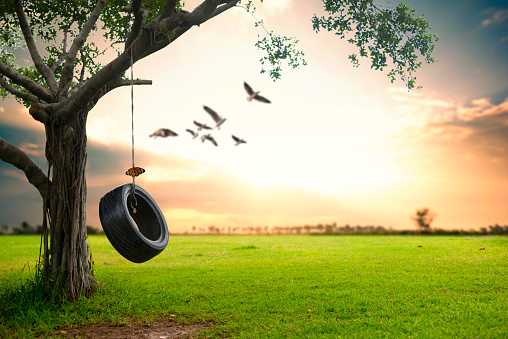 Beautiful nature background Hanging rubber tire under the tree