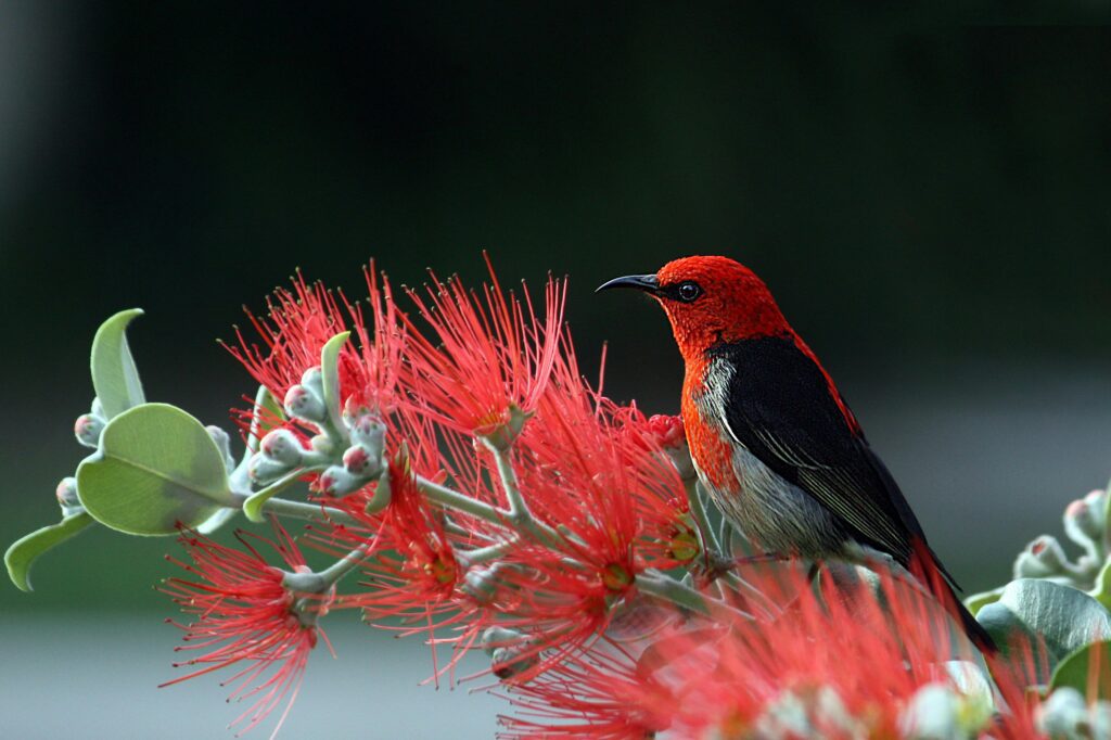 Bird