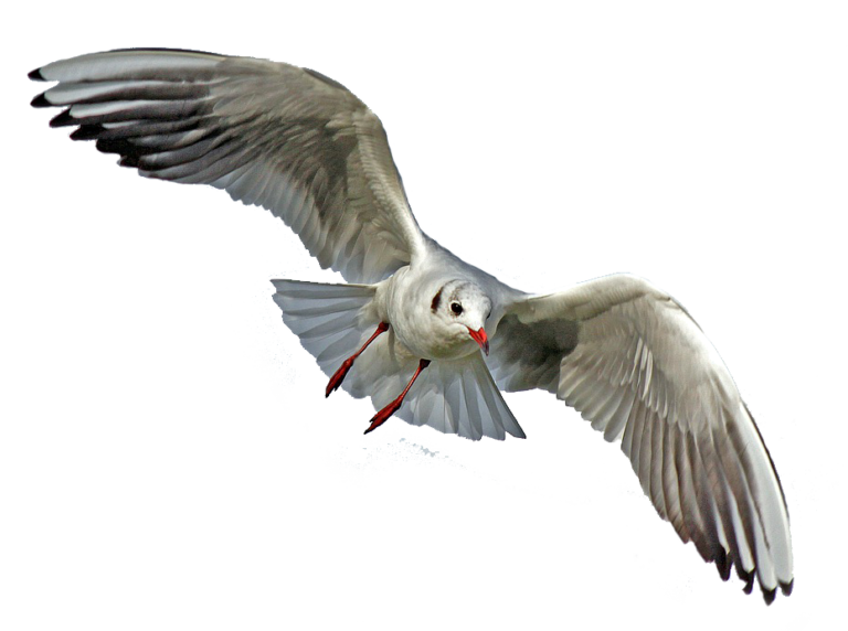 Birds Varanasi Best Transparent Free Images 141 - Varanasi Best Images Free Downloads