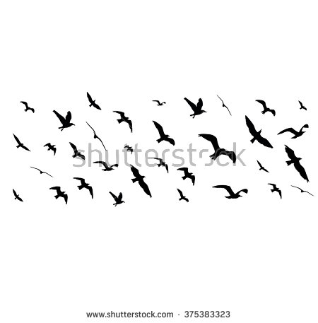 Birds Varanasi Best Transparent Free Images (181)