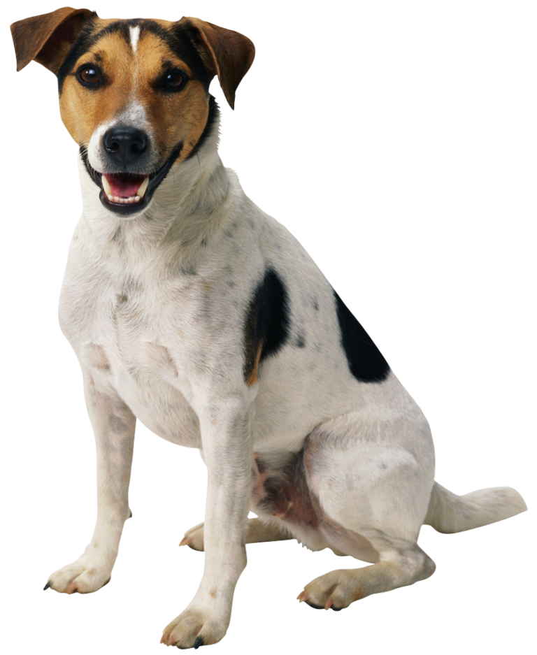 Dogs Varanasi Best Transparent Free Images 105 - Varanasi Best Images Free Downloads