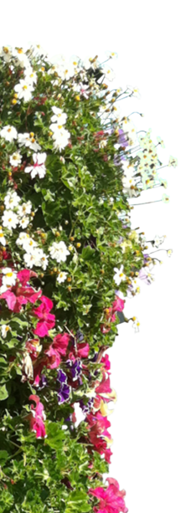 Flower Bottom Left Flower of Scenary