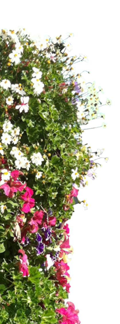 Flower Bottom Left Flower of Scenary