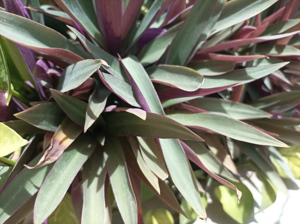 Top 10 Famous Plant Images Varanasi best - Varanasi Best Images Free Downloads Flower Plants Photos Varanasi best