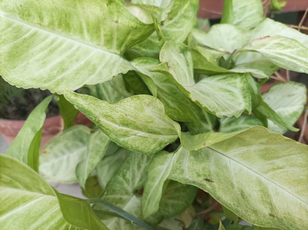 Top 10 Famous Plant Images Varanasi best - Varanasi Best Images Free Downloads Beautiful Plants Image Varanasi best