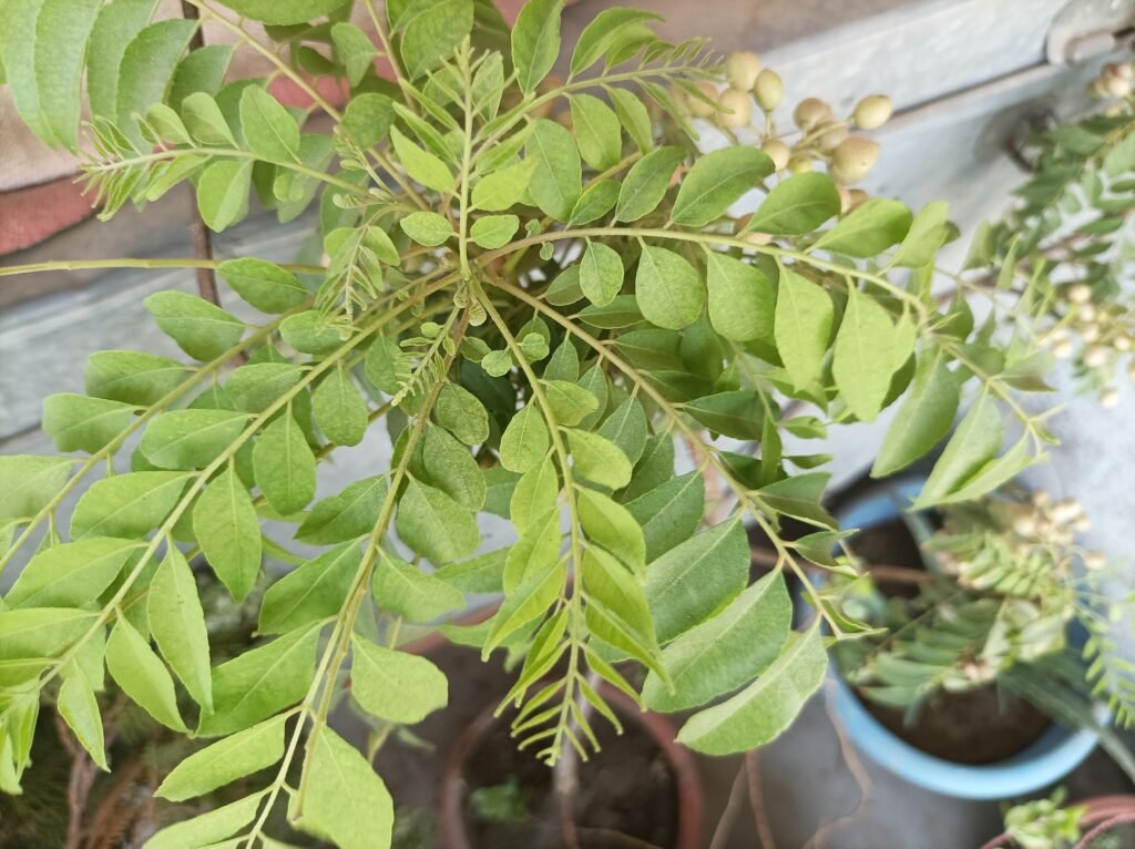 Top 10 Famous Plant Images Varanasi best - Varanasi Best Images Free Downloads Curry Tree Image View Varanasi best