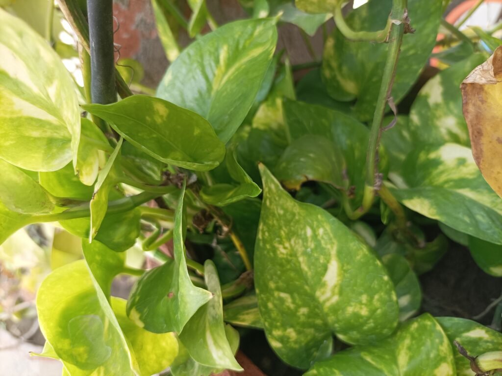 Top 10 Famous Plant Images Varanasi best - Varanasi Best Images Free Downloads Money Plant Tree Image Varanasi best