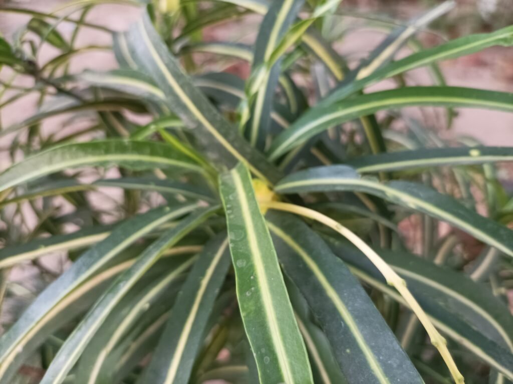 Top 10 Famous Plant Images Varanasi best - Varanasi Best Images Free Downloads Image for Dracaena Plant Varanasi best