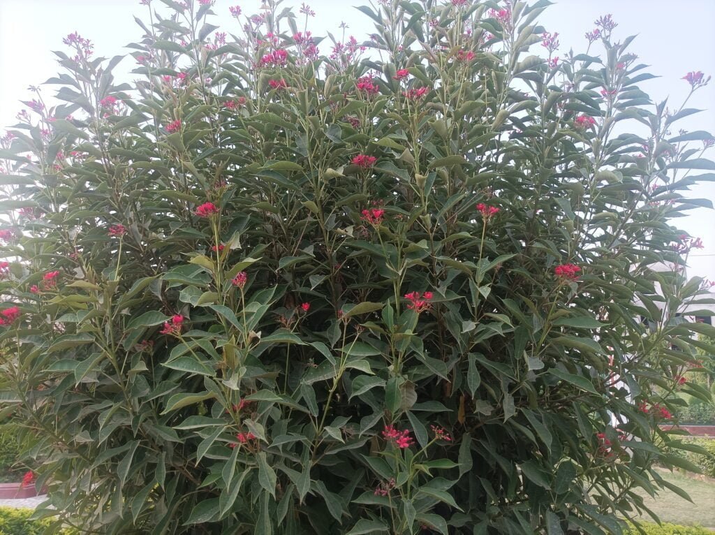 Top 10 Famous Plant Images Varanasi best - Varanasi Best Images Free Downloads Oleander Plant Image Varanasi best