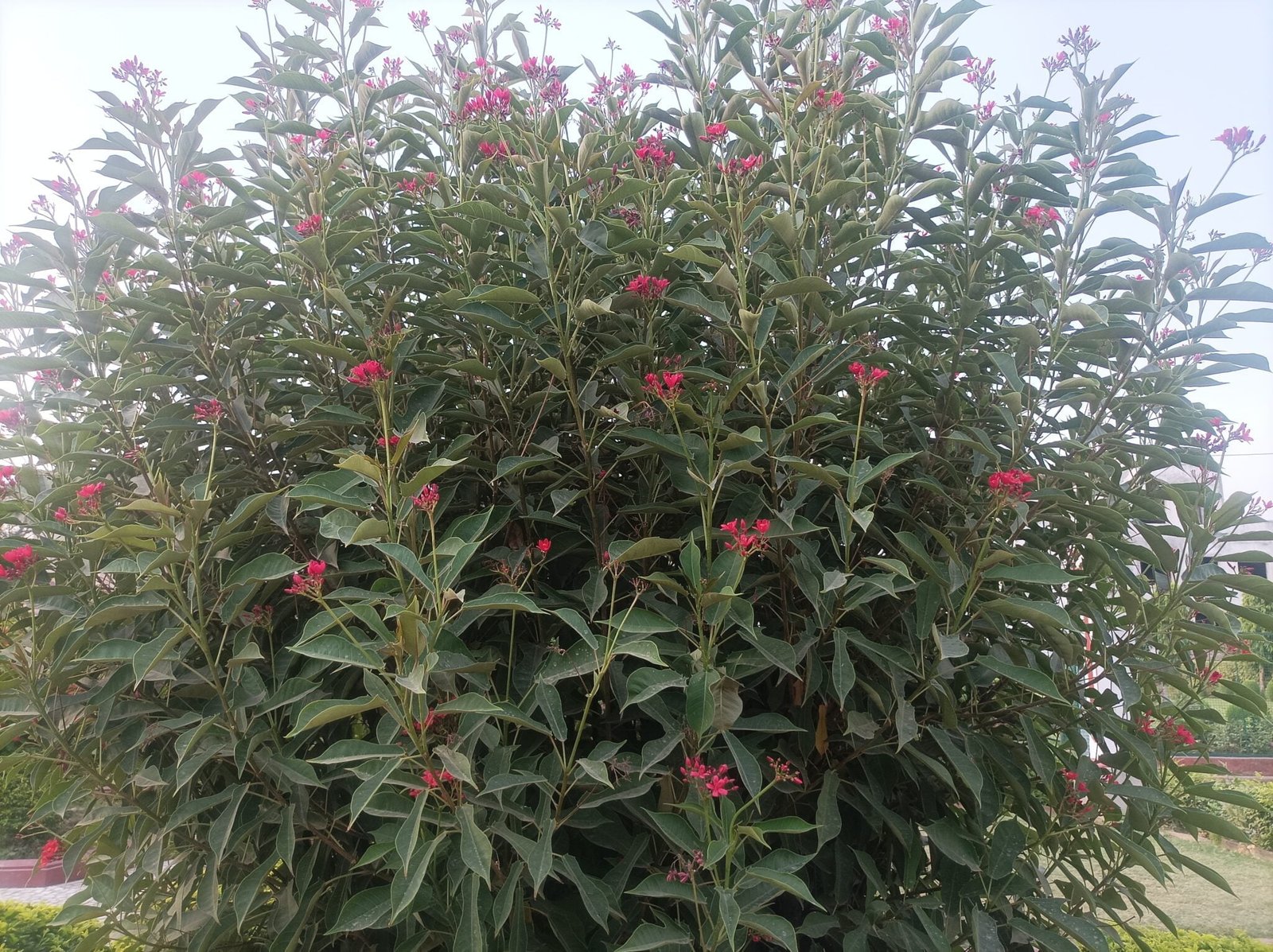 Oleander Plant Image Varanasi Best - Varanasi Best Images Free Downloads