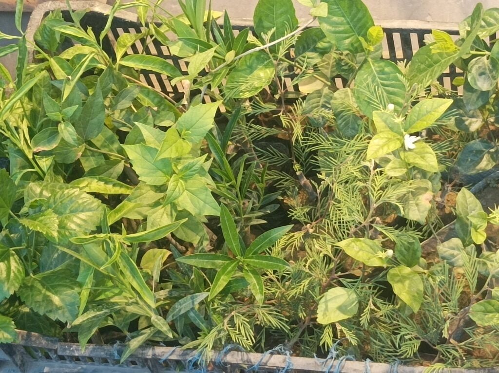 Top 10 Famous Plant Images Varanasi best - Varanasi Best Images Free Downloads Green Plant Image Varanasi best