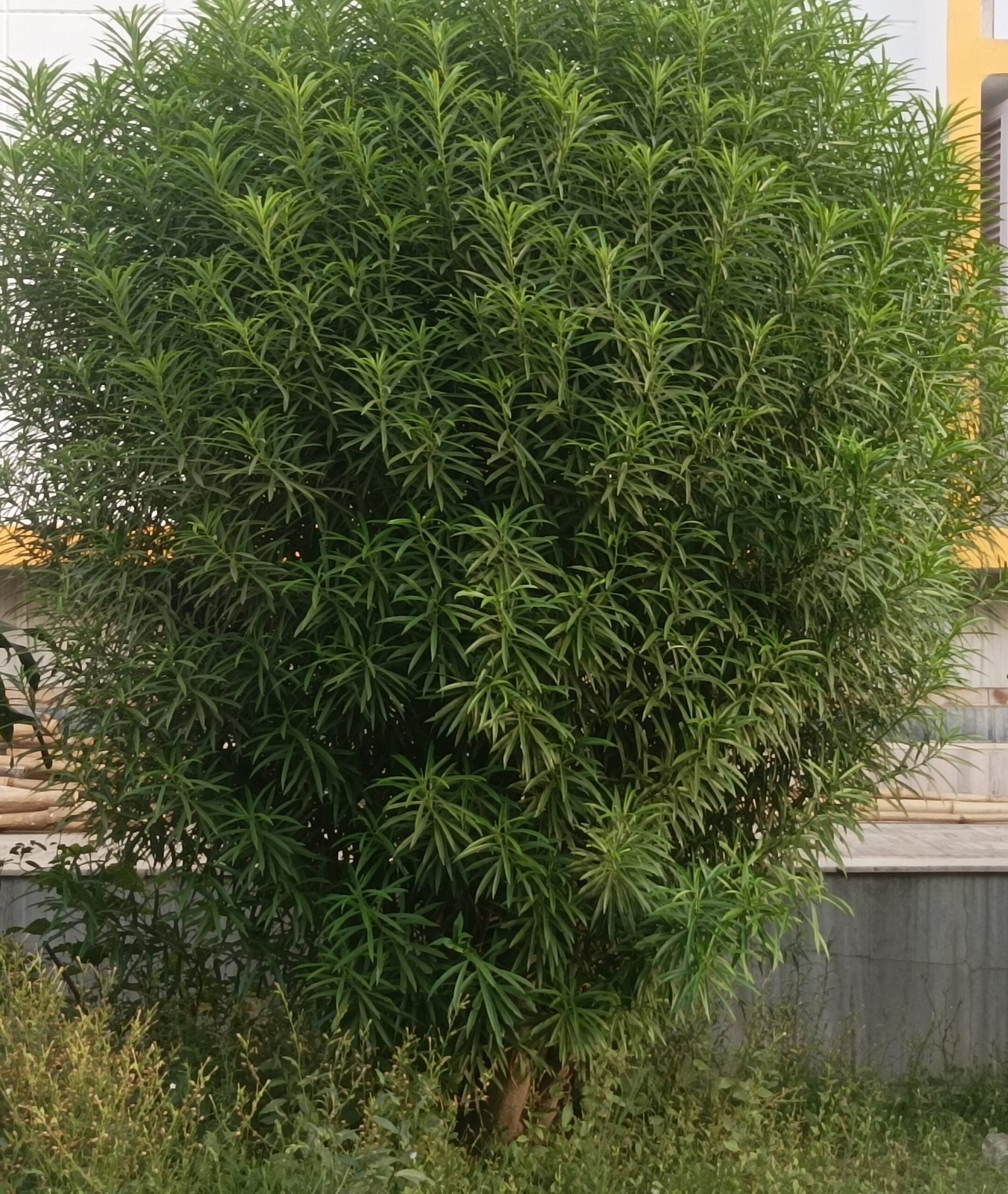 IMG 20230523 191157 scaled