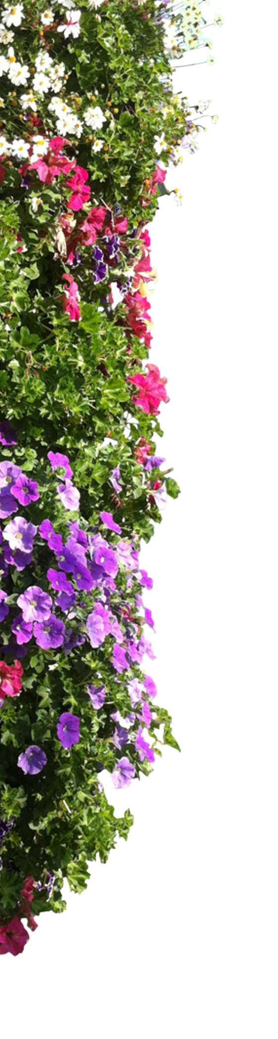 Side Flower of Scenary