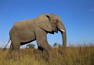 elephant