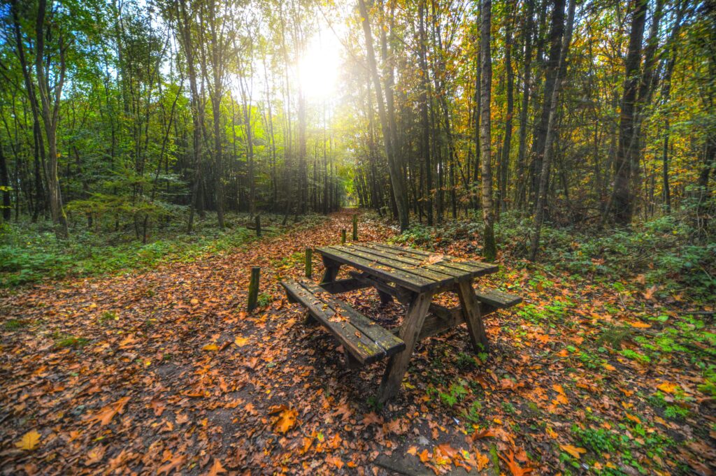 jungle Bench