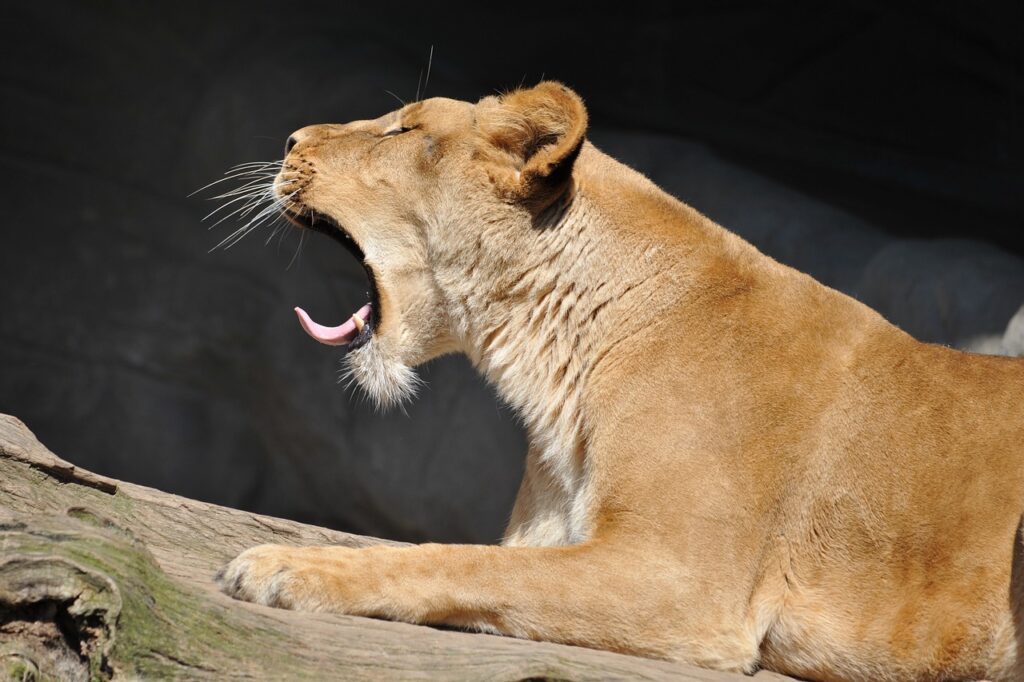 lion
