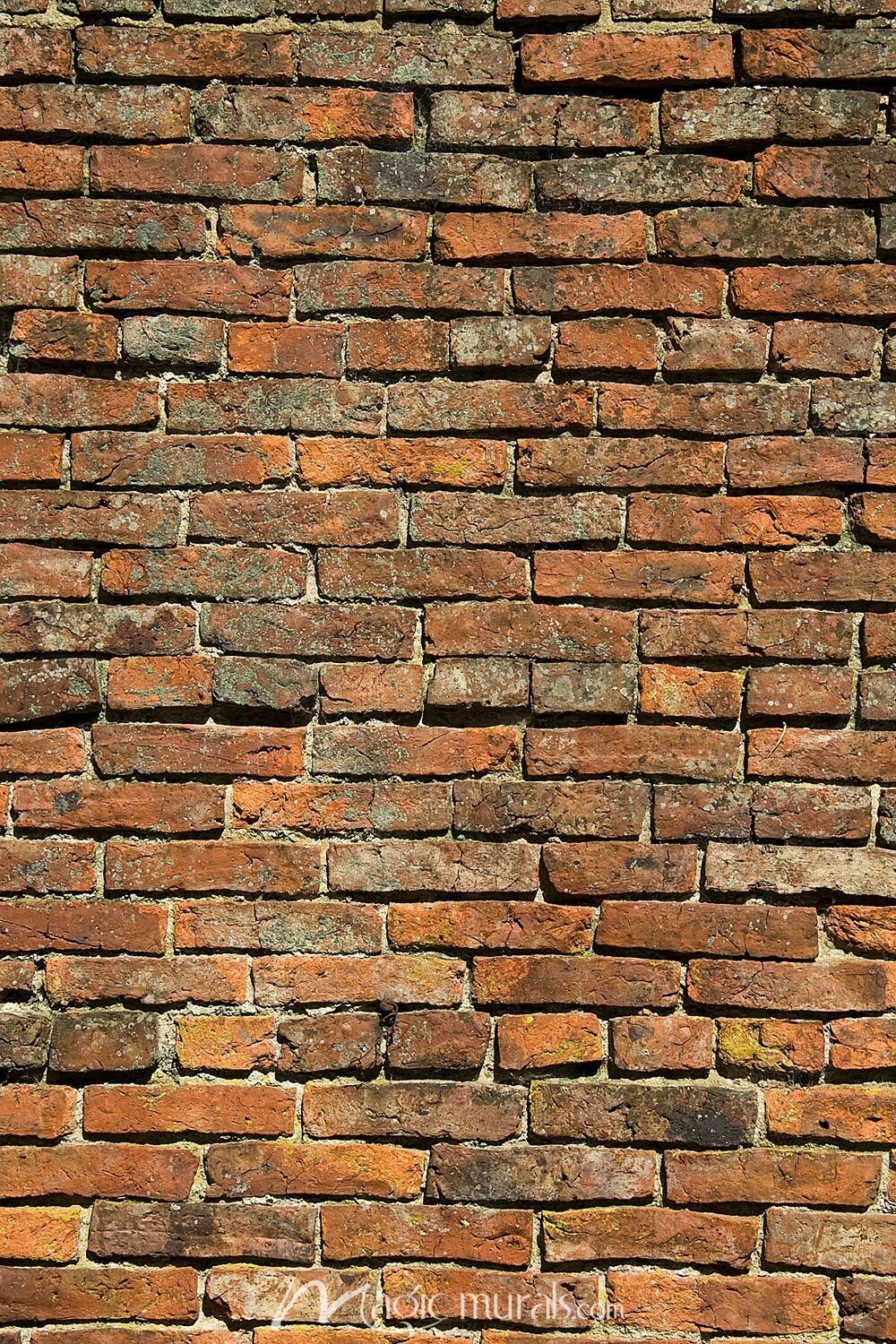 wall